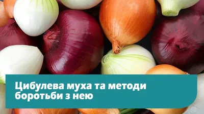 Вредители лука и чеснока и методы борьбы с ними | Супермаркет Семян