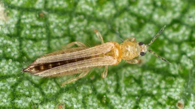 Табачный трипс (Thrips tabасі) | Центр независимой экспертизы состояния  зелёных насаждений — Новости