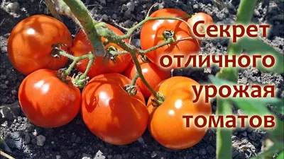 Болезни томатов - не дайте пропасть урожаю