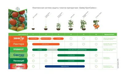 Защита томатов от сорняков, вредителей и болезней