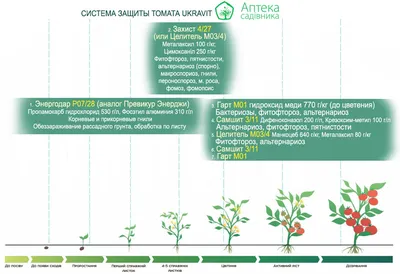 Все схемы обработок томатов от болезней в одном месте