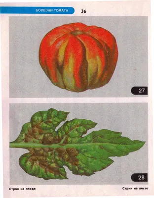 Болезни томатов. - Зеленый мир Магазин для садоводов Тула