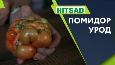 Почему Помидоры выросли Уродливыми 🍅 Причины уродливой формы помидор 🍅  Советы От Хитсад ТВ - YouTube