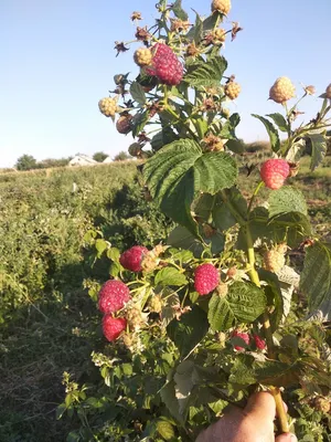 МАЛИНА ДЖОАН ДЖЕЙ, купить в Одессе, Киеве и Украине | Agro-Market