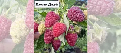 МАЛИНА ДЖОАН ДЖЕЙ, купить в Одессе, Киеве и Украине | Agro-Market