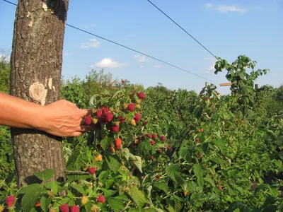 Малина Джоан Джей (Joan J), ремонтантный сорт ᐉ купить с доставкой почтой  по Украине в питомнике Биосад