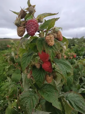 Саженцы малины Херитейдж ремонтантная Интернет магазин ross-agro.ru