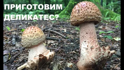 Редкий поход за грибами в лес Пикабу