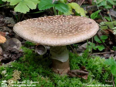 Мир грибов Украины » Amanita rubescens, Мухомор серо-розовый, Мухомор краснеющий