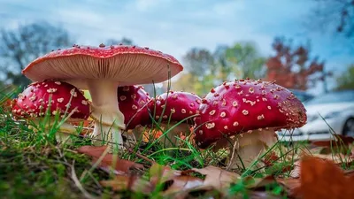 Съедобные (НЕядовитые) двойники и разновидности гриба-зонтика