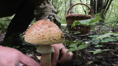 Отруйний чи їстівний? Пройди тест і дізнайся чи варто тобі йти в ліс по  гриби! – БарNews.City