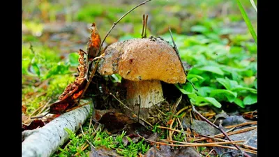 Червень з дощами – ліс із грибами!