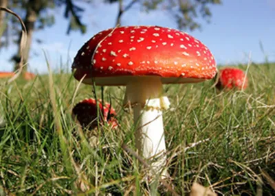 Симптомы отравления грибами: профилактика и лечение