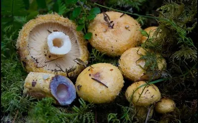 Июльские ГРИБЫ: лисички, маремухи, ледяной гриб. Салат с сырыми лисичками. 22 июля 2021 года - YouTube