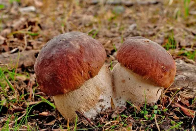 Берегите себя и своих близких – сезон отравлений грибами в разгаре!
