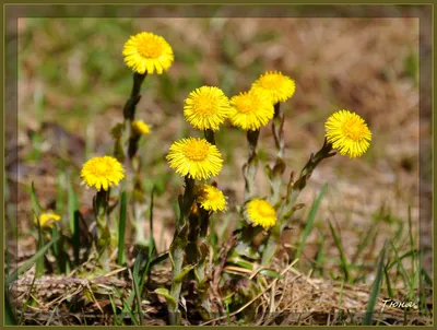 Coltsfoot Изображения – скачать бесплатно на Freepik