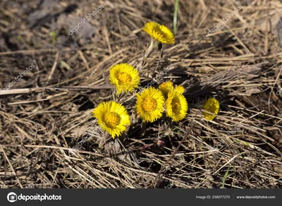 Мать-и-мачеха (Tussilago farfara)