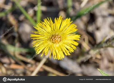 Мать-и-мачеха (Tussilago farfara)