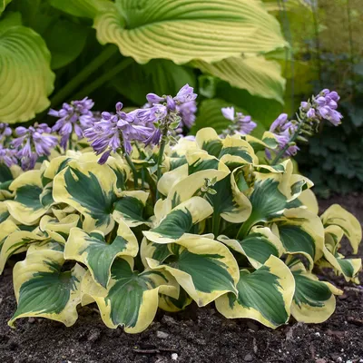 Мини-юбка Hosta - Hostas Store