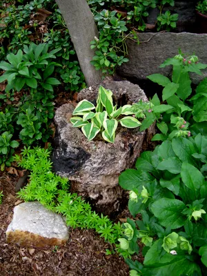 Mini Hosta Kettle Planter - Gardening in the Shade