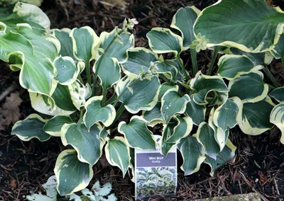 Mini Hosta Turtle Topiary - Gardening in the Shade