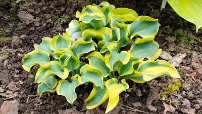 Mini hostas in a container | Hostas, Container gardening, Plants