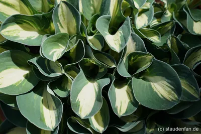 Hosta MINI SKIRT | Perennial Plant Sale | Bloomin Designs Nursery