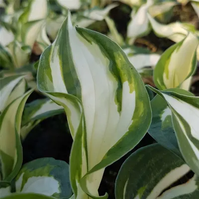 Мини-юбка Hosta на продажу — New Forest Hostas \ u0026 Hemerocallis