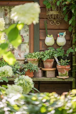 Mini-Hostas, perfekte Stauden für Beetränder \u0026 Baumscheiben