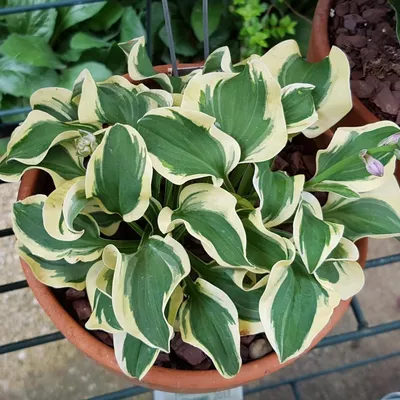 Hosta 'Mini Skirt' - Купить хосту в Coolplants