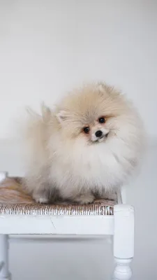 Мини мальчик померанский шпиц / pomeranian