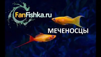 Совместимость аквариумных рыбок с другими рыбками