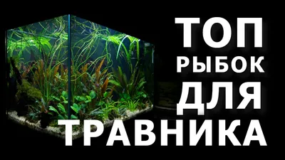 ТОП аквариумных рыбок для травника - с растениями тобишь