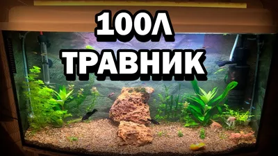 ЗАПУСК АКВАРИУМА НА 100 ЛИТРОВ / ТРАВНИК И МИРНЫЕ РЫБКИ / ОТ А ДО Я -  YouTube