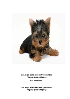 Yorkshire Terrier | The Life of Animals | Щенки йоркширского терьера, Щенки  терьера, Терьер