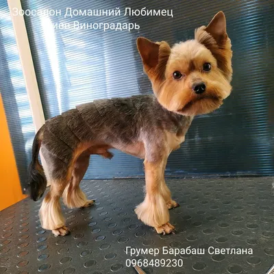 Стрижка собак Зоостудия \"MINI DOG\" фото - Форум Гродно