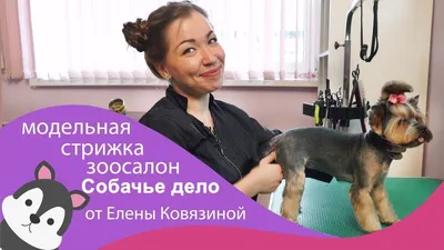 страница 8 | Yorkie Изображения – скачать бесплатно на Freepik