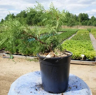 Можжевельник виргинский Хетц Juniperus virginiana Hetz 2л (ЗК) — цена в  LETTO