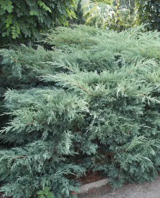 Можжевельник виргинский `Хетци`, Juniperus virginiana `Hetzii` (`Hetz`) |  СадПарад