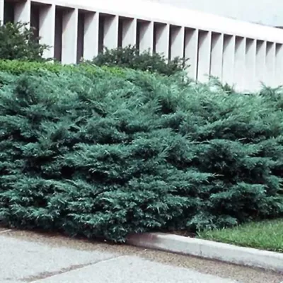 Можжевельник виргинский Хетц (Juniperus virginiana \"Hetzii\") - Питомник и  Садовый центр Русские Деревья