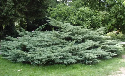 🌳 Купить Можжевельник виргинский \"Хетси\" БО (до 10 см) за 7.12 Бел.руб из  питомника с доставкой по Беларуси