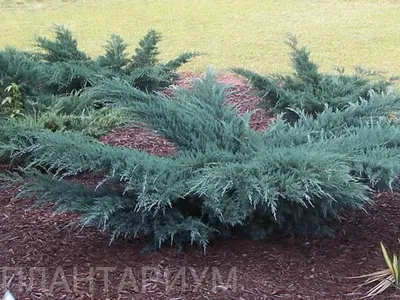 Можжевельник виргинский \"Грей Оул\" (Juniperus virginiana \"Grey Owl\")