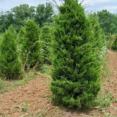 Можжевельник виргинский (Juniperus virginiana) — Азовский лесопитомник