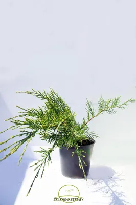 Можжевельник виргинский Хетц (Juniperus virginiana Hetz)