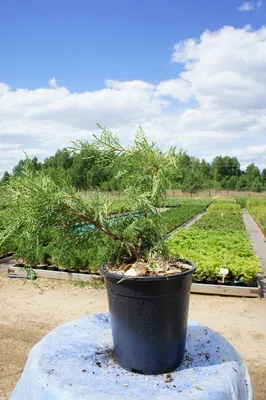 Можжевельник виргинский Хетц (Juniperus virginiana Hetz)