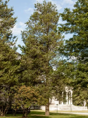 Можжевельник виргинский, juniperus virginiana