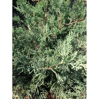 Можжевельник виргинский HETZ(Juniperus virginiana HETZ)