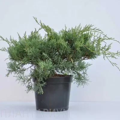 Можжевельник виргинский \"Хетц\" (Juniperus virginiana \"Hetz\")