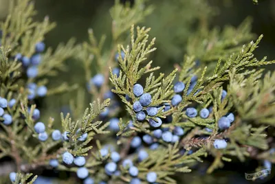 Можжевельник виргинский (Juniperus virginiana) - описание сорта, фото,  саженцы, посадка, особенности ухода. Дачная энциклопедия.