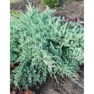 Купить Можжевельник виргинский Блю Клауд в Киеве. Саженцы Juniperus  virginiana Blue Cloud в контейнерах